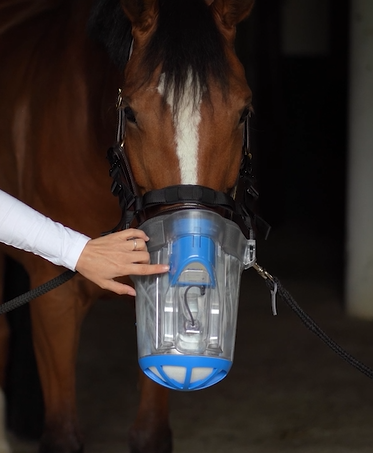 SaHoMa_II ist auf braunem Pferd und wird angeschaltet