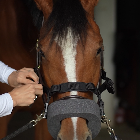 Braunes Pferd mit Dichtring und Halfterriemen