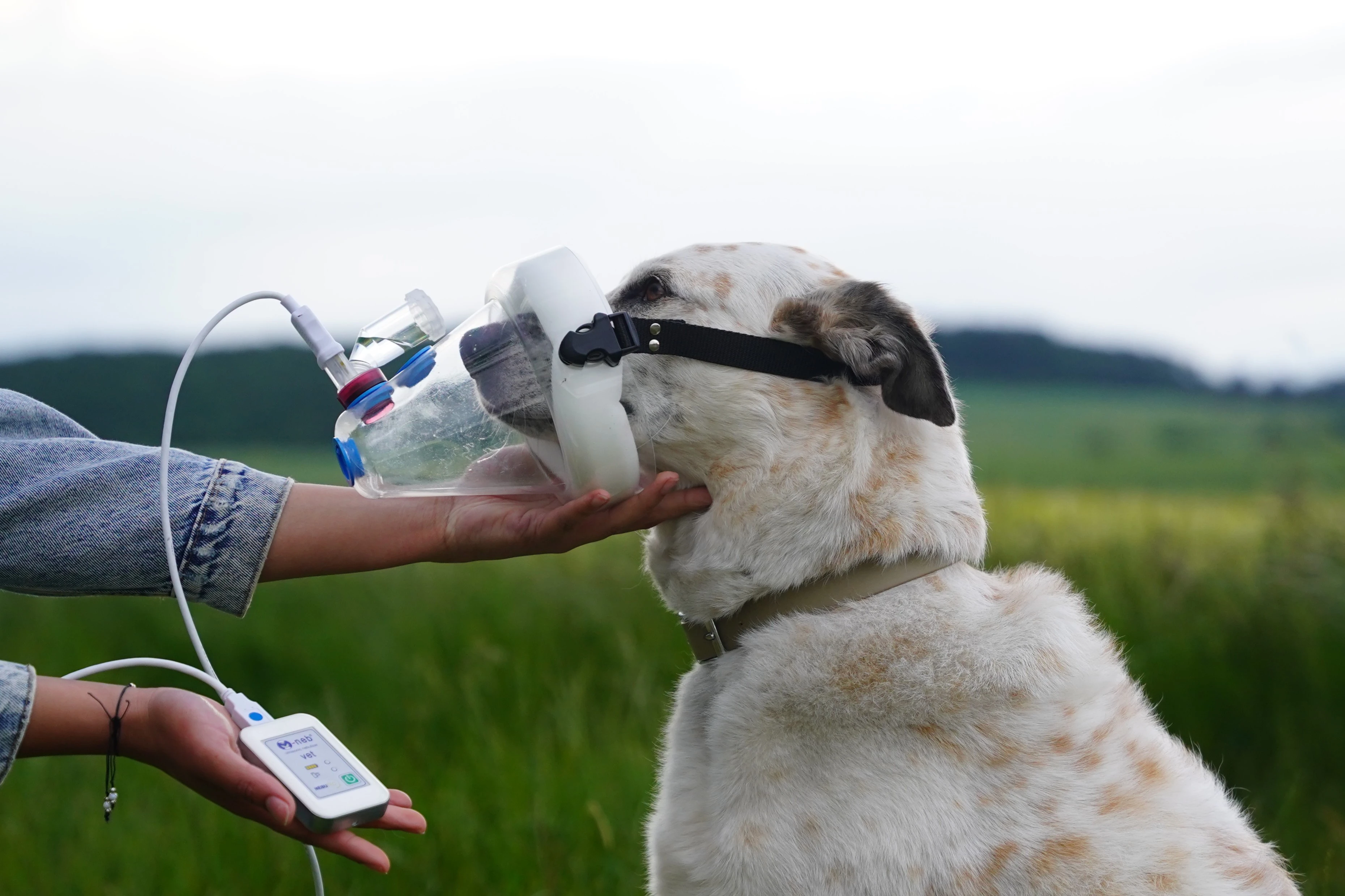 Hund trägt SaDoMa-II Inhalationsmaske auf Wiese