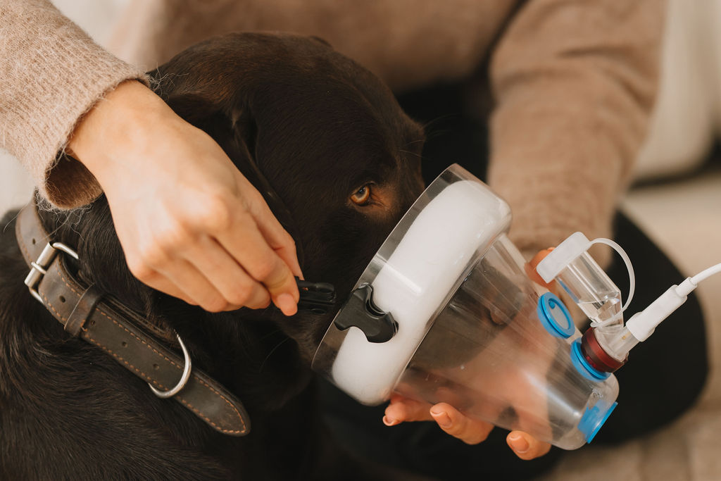 Brauner Labrador bekommt SaDoMa-II Inhalationsmaske angezogen
