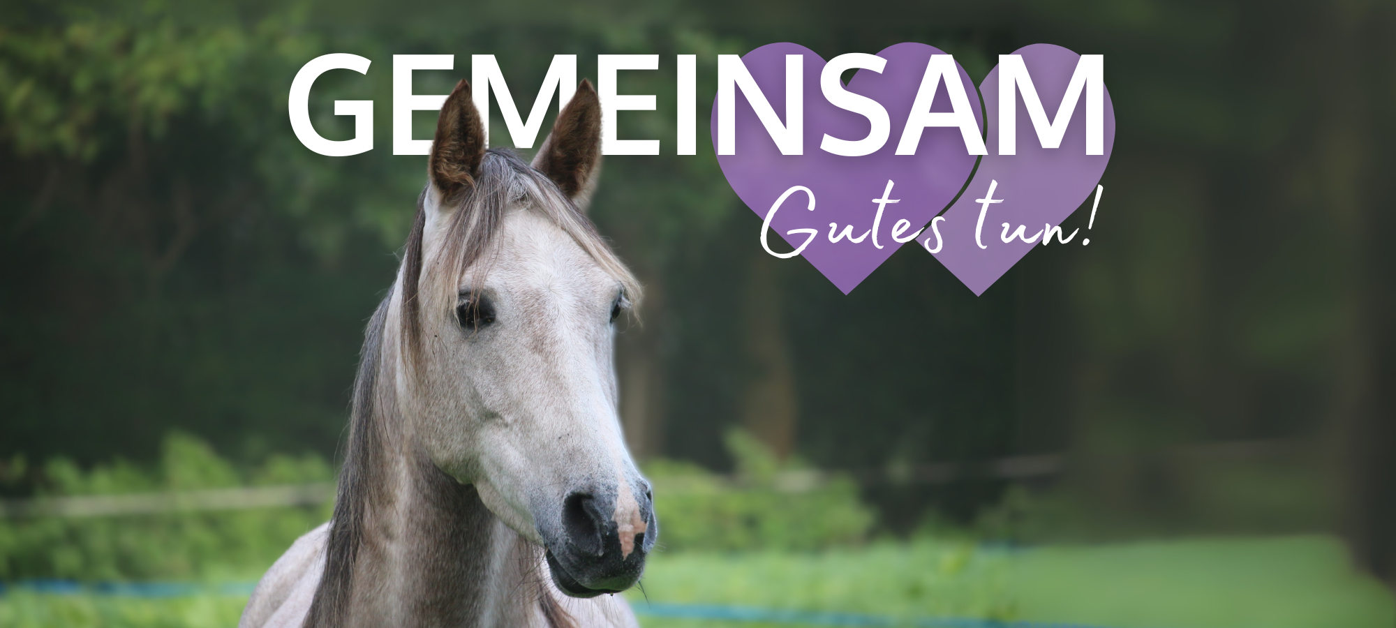Pferd auf der Wiese mit Slogan "Gemeinsam Gutes tun"