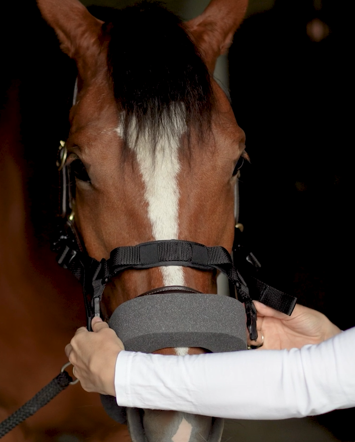 Braunes Pferd mit Dichtring und Halfterriemen