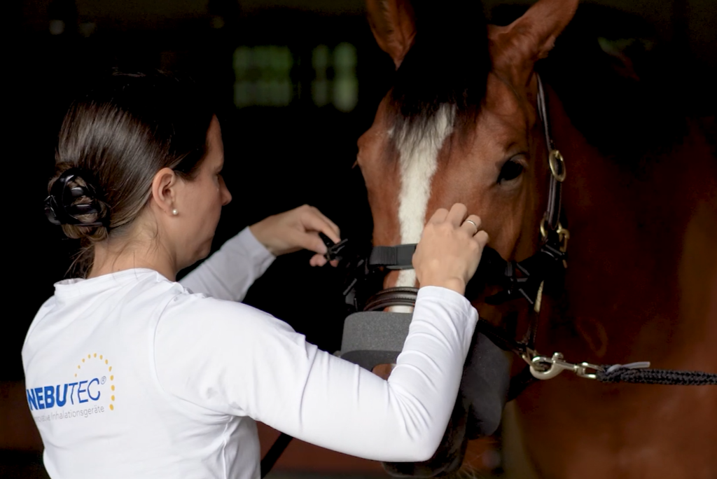 Frau bringt am Pferd einen Halfterriemen an