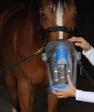 Zusammengebaute Maske wird aufs Pferd gestülpt