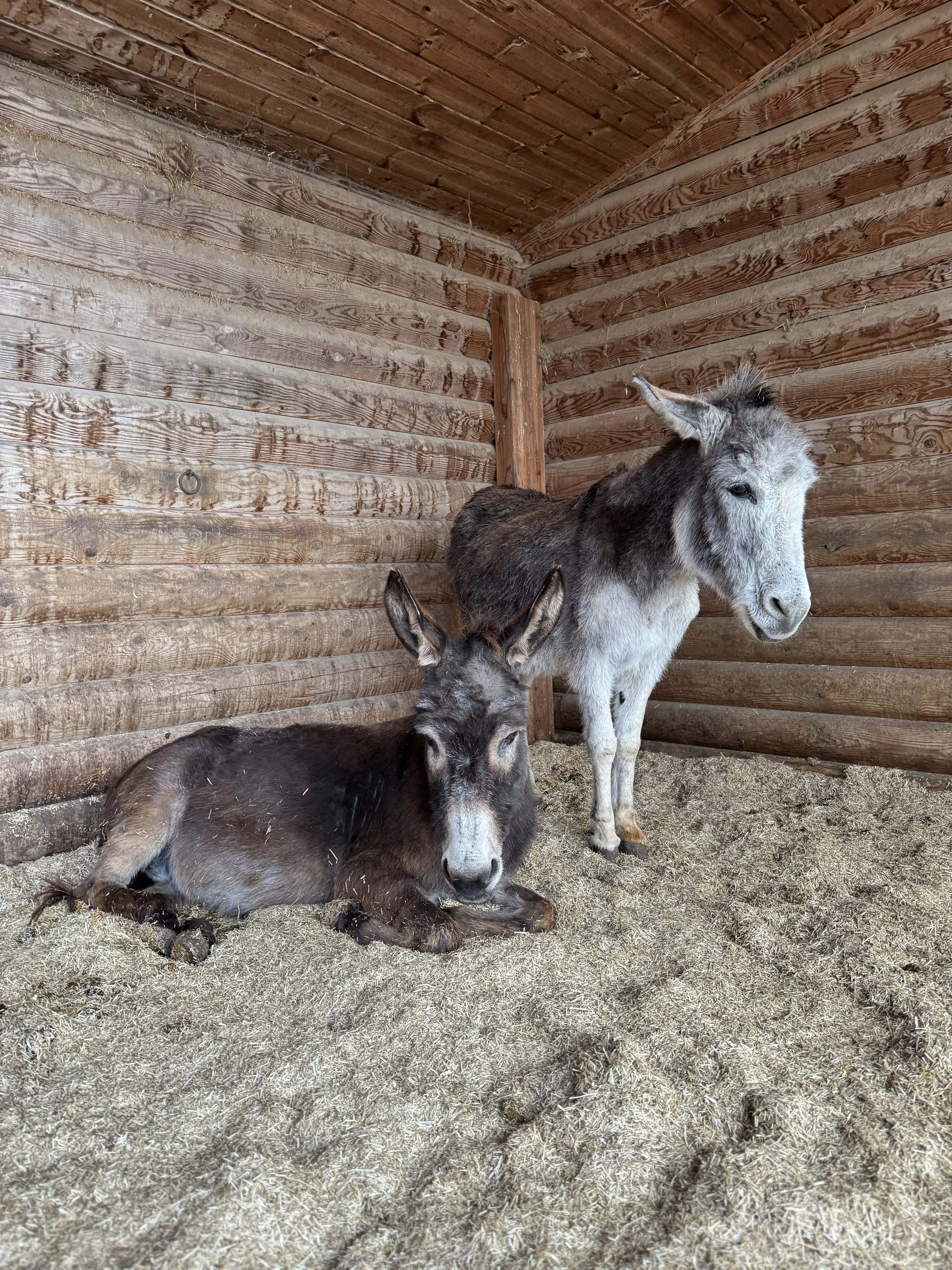 Zwei Esel in Holzstall, einer stehend, einer liegend auf Stroh