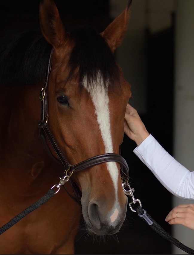 Braunes Pferd mit Halfter